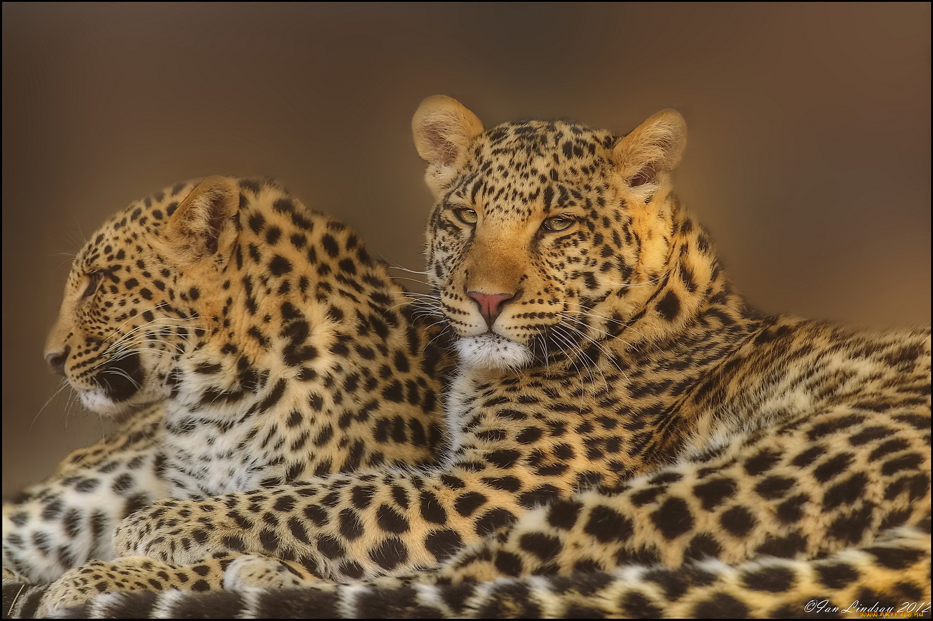 , , leopard, , , , 